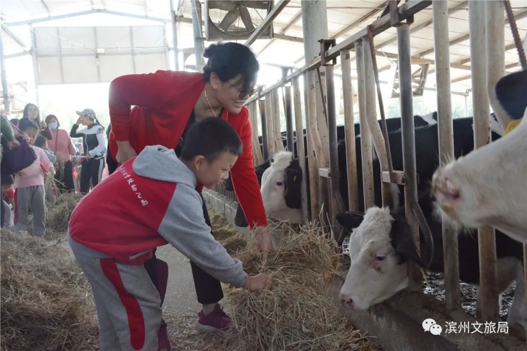 致富种植冬枣图片_种植冬枣致富_致富种植冬枣怎么样