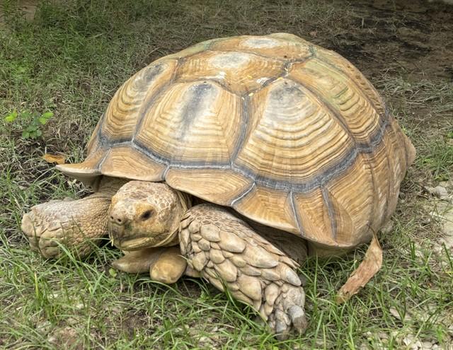 大米种植致富项目_大米致富种植项目有哪些_大米种植