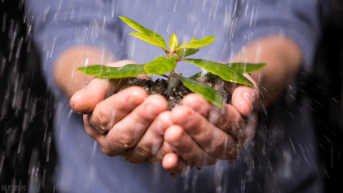 大米种植_大米种植致富项目_大米致富种植项目有哪些