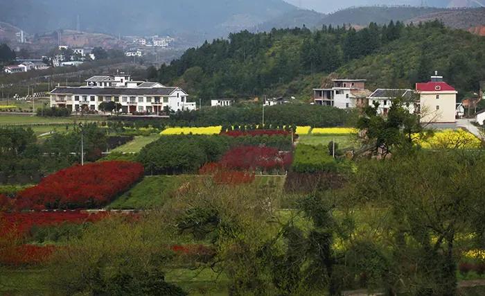 荆州种植魔芋技术培训_荆州种植魔芋技术培训学校_荆州魔芋种植技术