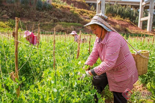 云南牟定：荷兰豆种植成为群众致富增收“黄金豆”