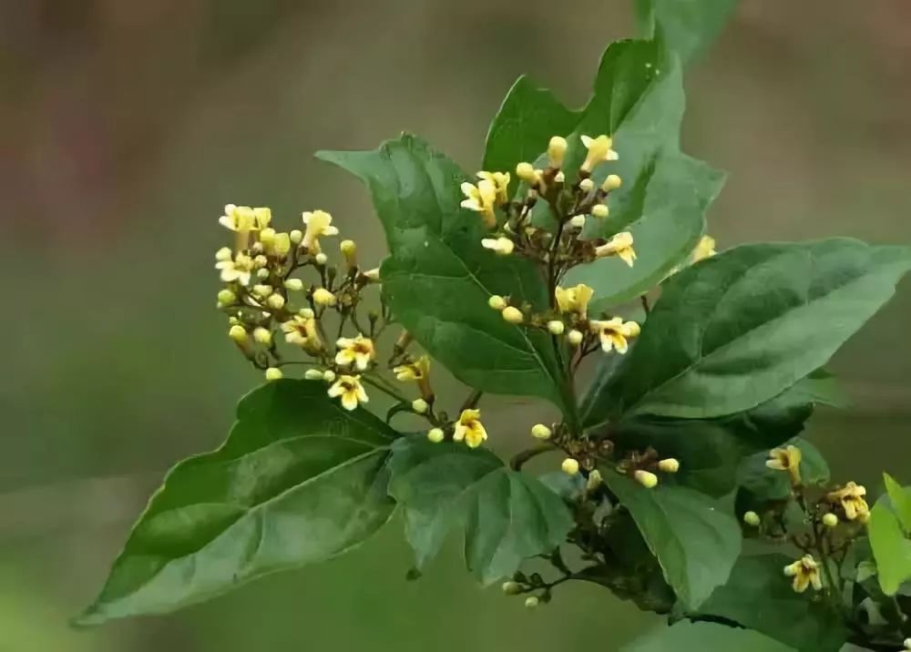 种植致富：这种叶子以前没人要，现在能致富！