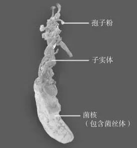 养殖金蝉视频_金蝉养殖的采卵技术_人工养殖金蝉技术视频