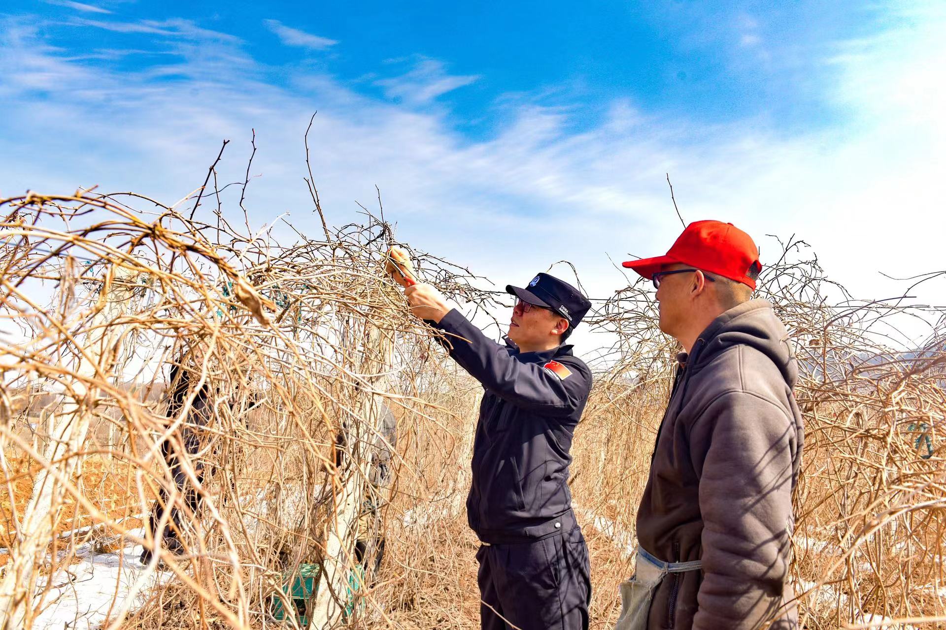 致富经集安人参_吉林省集安野人参_吉林集安市花甸镇人参种植户