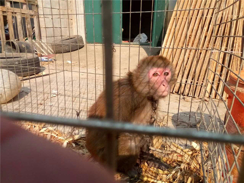 致富经养殖鸵鸟视频_致富经鸵鸟养殖视频_视频致富养殖鸵鸟是真的吗