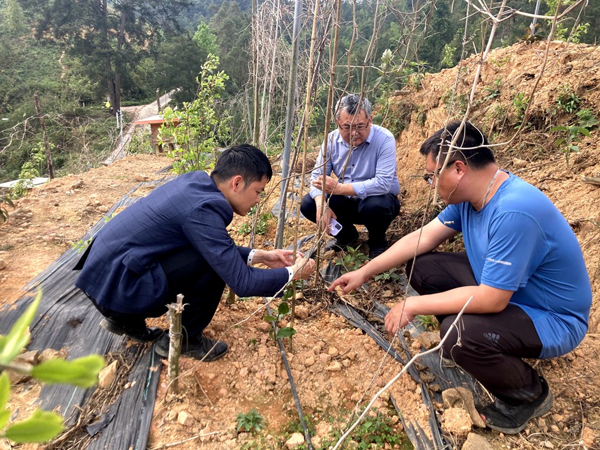 岑日就（左）查看油茶基地套种百香果生长情况。德保县委宣传部供图