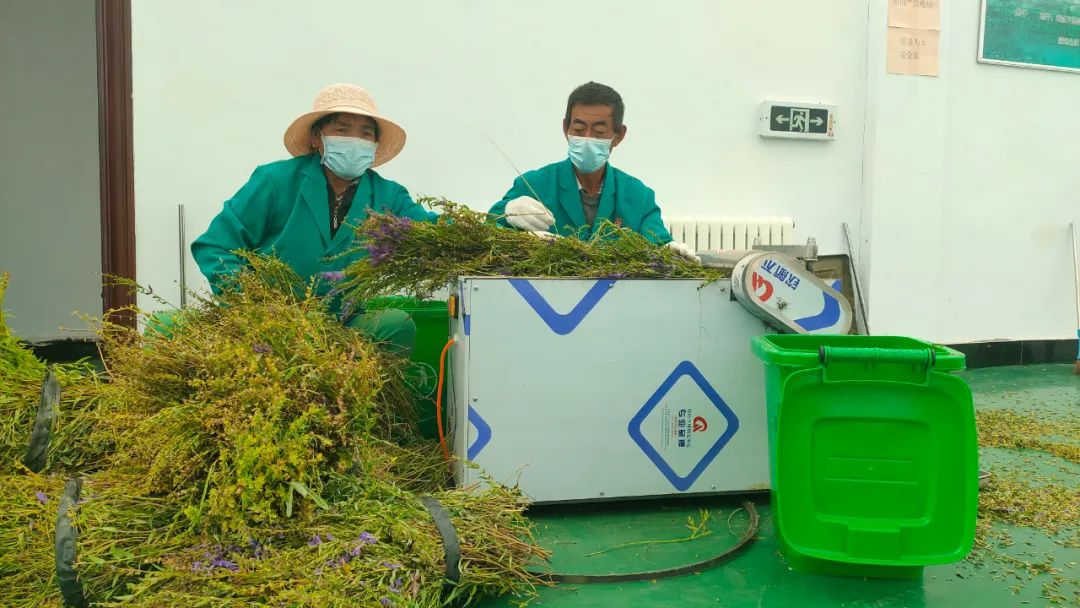 致富种植黄金茶好吗_黄金茶种植一亩成本多少_黄金茶种植致富