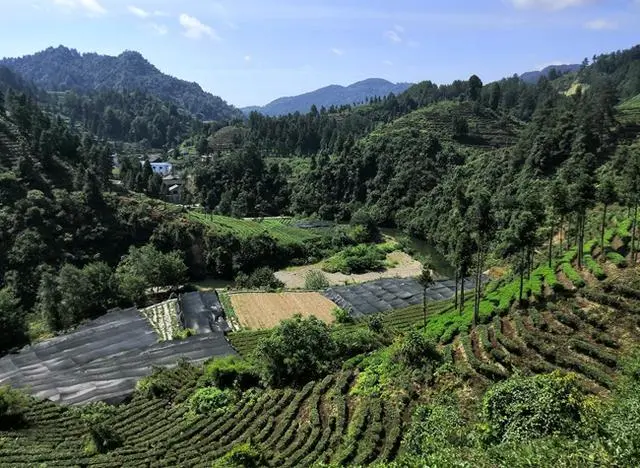 黄金茶种植致富_致富种植黄金茶怎么样_致富种植黄金茶好吗