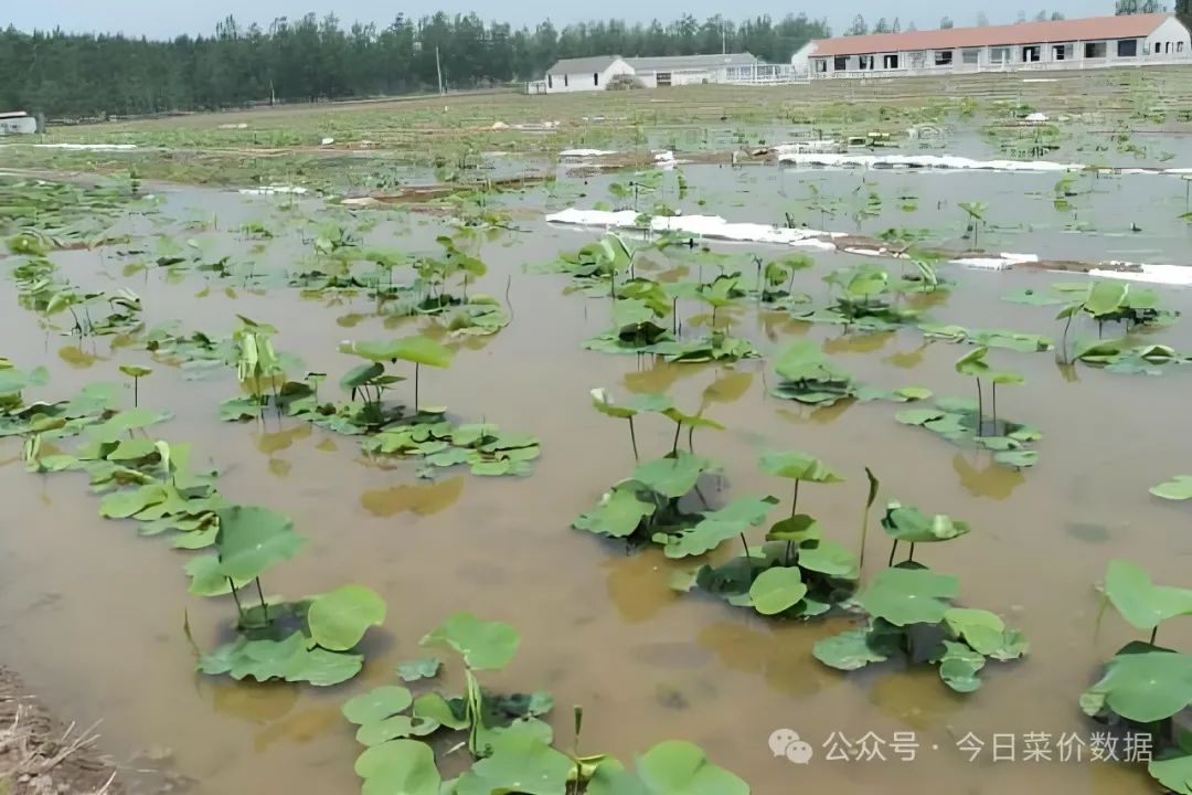 致富村庄种植项目介绍_村庄种植致富项目_农村致富项目种植