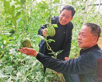 小西瓜种出“致富路”