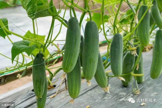 种植丨种植黄瓜不简单，详细分享大棚黄瓜的种植技术