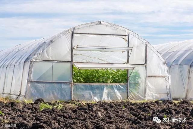 黄瓜大棚种植技术_黄瓜大棚种植技术要点_黄瓜大棚种植技术与管理