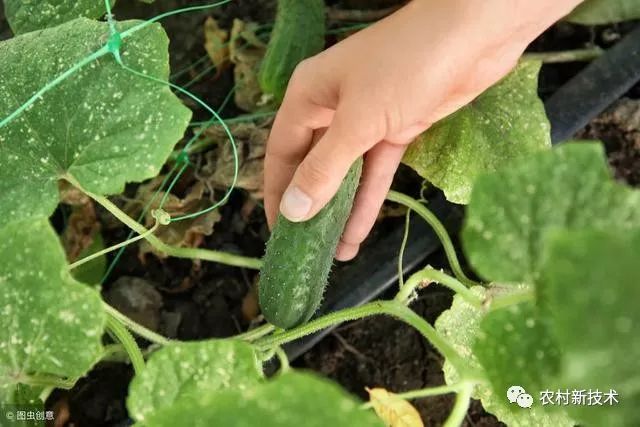 黄瓜大棚种植技术与管理_黄瓜大棚种植技术要点_黄瓜大棚种植技术