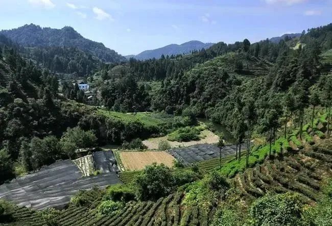 黄金茶种植一亩成本多少_黄金茶种植致富_种植黄金茶有前景