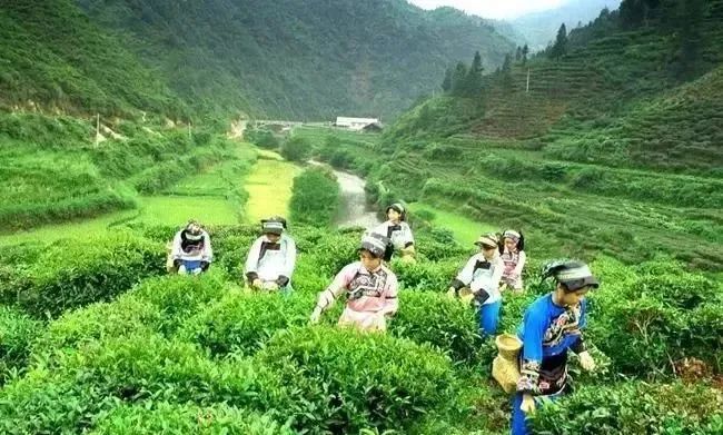 种植黄金茶有前景_黄金茶种植致富_黄金茶种植一亩成本多少