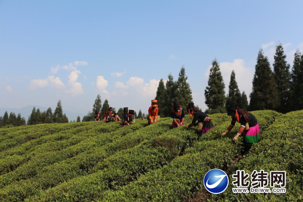 致富种植黄金茶好吗_黄金茶种植致富_种植黄金茶有前景