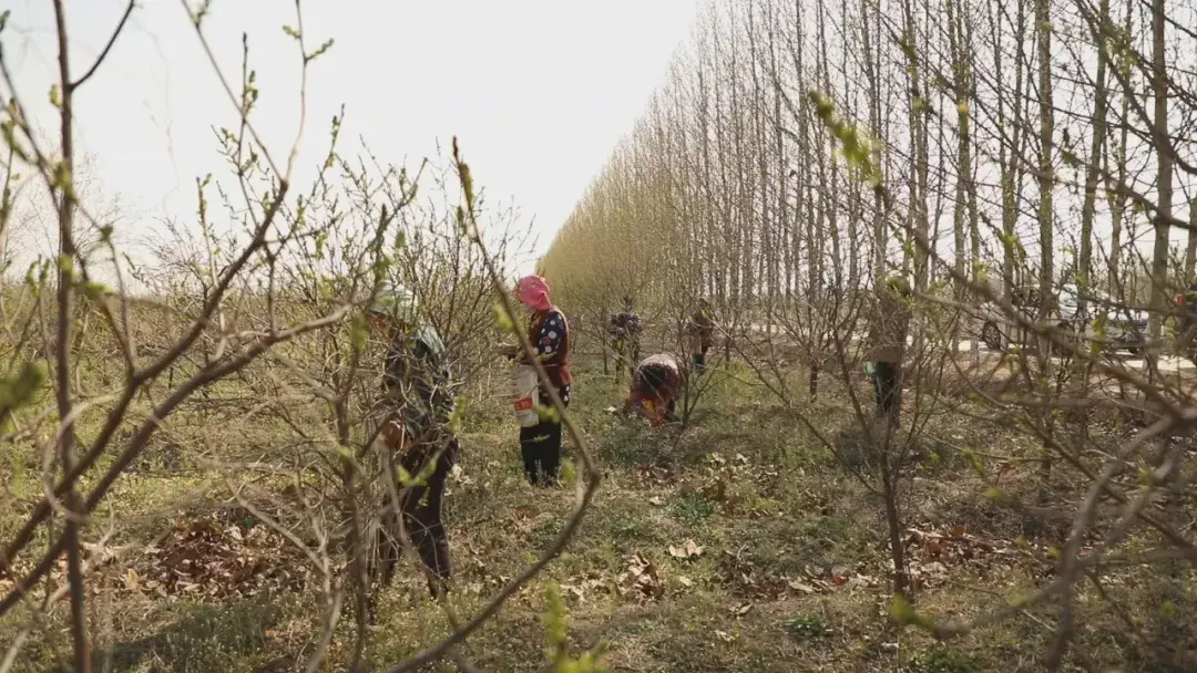 致富种植视频全集_致富经种菜视频_cctv7致富经视频采摘园