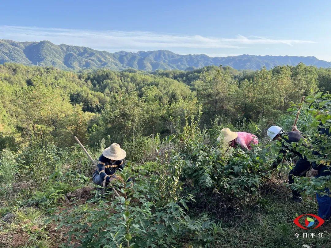 中药种植致富方法_致富中药种植方法有哪些_致富中药种植方法视频