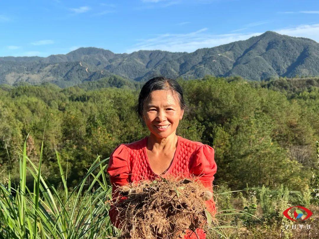 致富中药种植方法视频_致富中药种植方法有哪些_中药种植致富方法