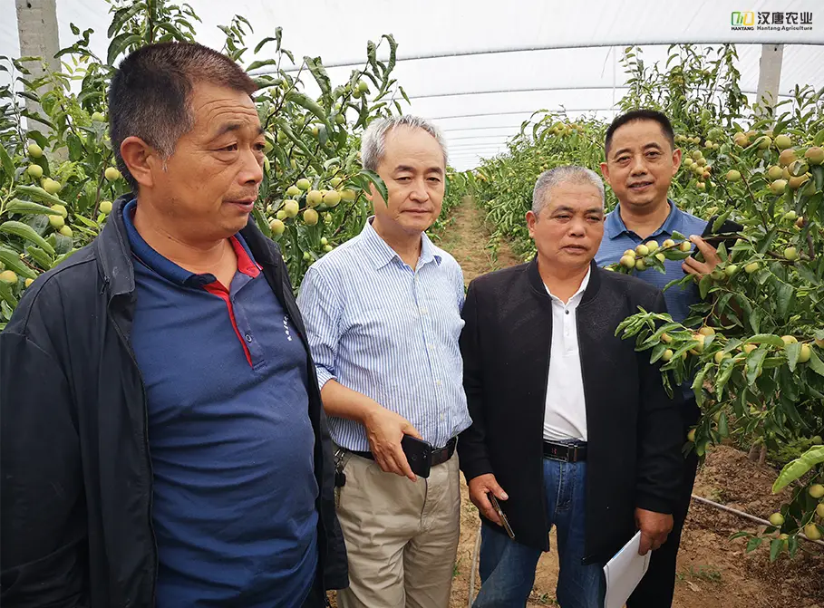 致富种田忙免费阅读_致富经种植业完整版_冬枣种植致富之路小说