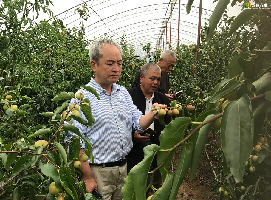 冬枣种植致富之路小说_致富种田忙免费阅读_致富经种植业完整版