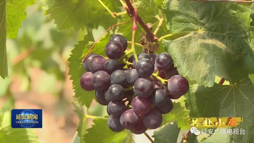 温室种植视频_温室种什么最赚钱_温室种植致富