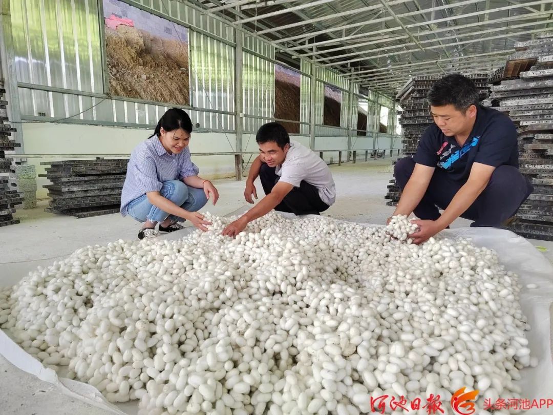 致富种植视频全集_种植致富新项目_种植致富小技术视频教程