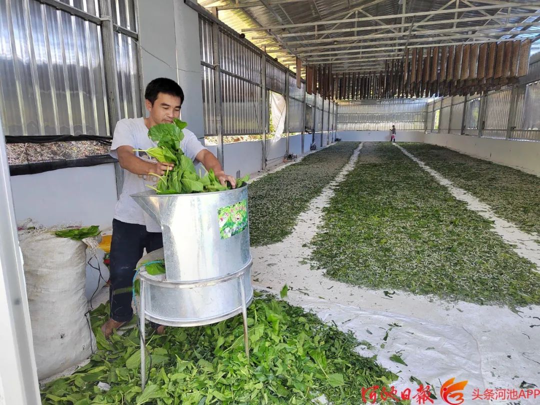 种植致富新项目_致富种植视频全集_种植致富小技术视频教程