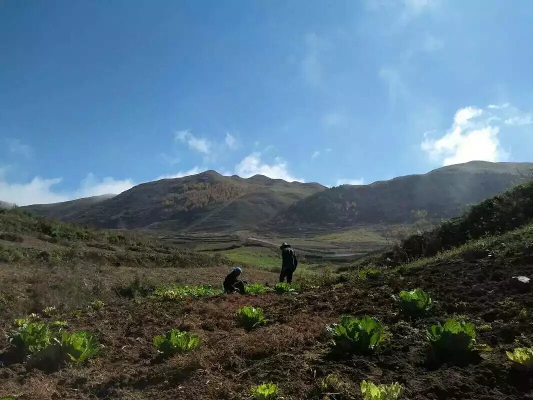 种植致富小技术视频教程_农村种植致富好项目视频_种菜视频致富经