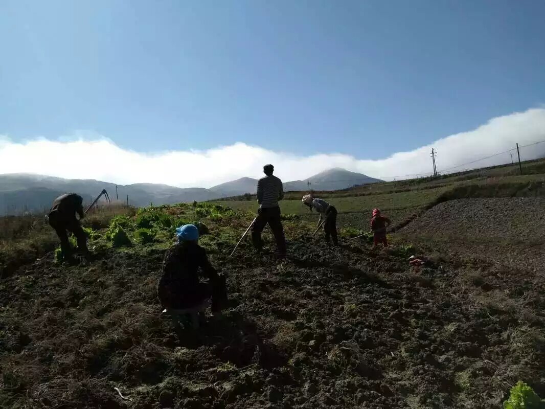 种植致富小技术视频教程_种菜视频致富经_农村种植致富好项目视频