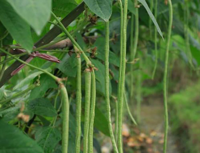 露天豆角什么时候种植?露天豆角种植技术与管理