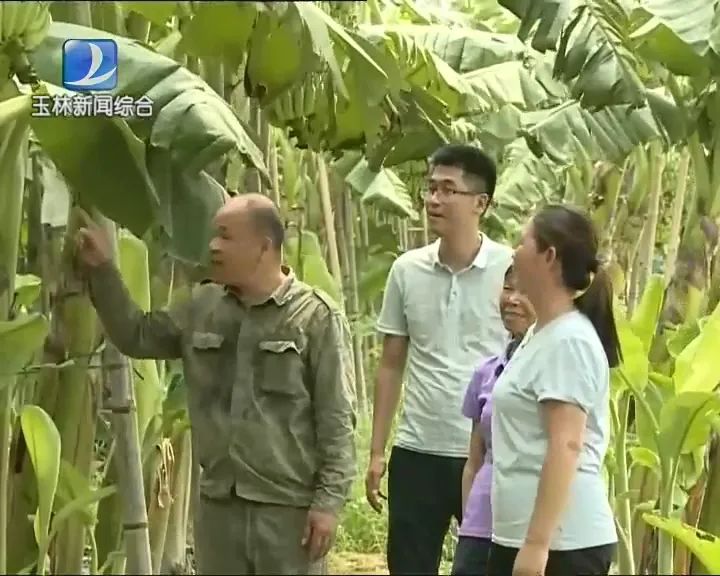 香蕉种植效益_香蕉种植致富的人_香蕉致富种植人是谁