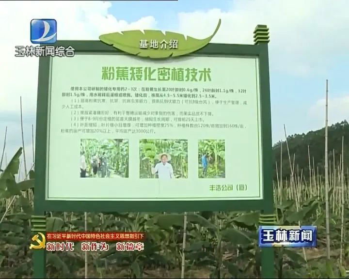 香蕉种植致富的人_香蕉种植效益_香蕉致富种植人是谁