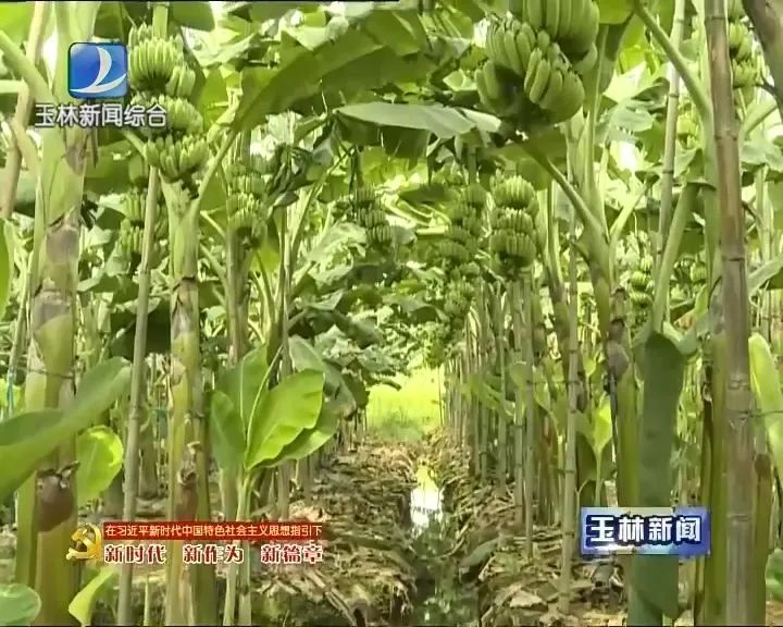 香蕉致富种植人是谁_香蕉种植效益_香蕉种植致富的人