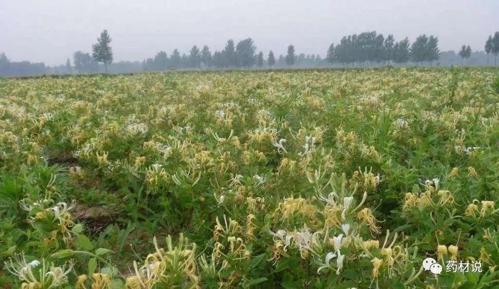 市场行情最好的五种药材种植，供不应求，回报率极高