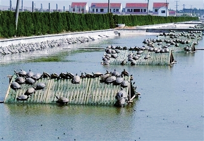 稻鳖共生养殖技术_稻鳖共养视频_稻鳖共养田怎么建设