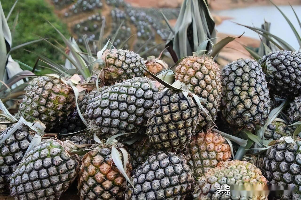 致富种植凤梨怎么样_凤梨种植成本_凤梨种植致富