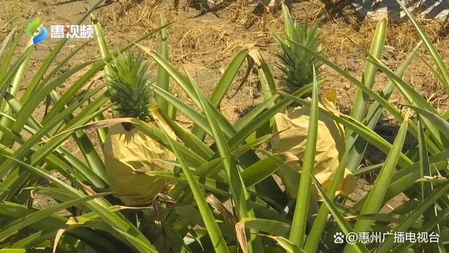 致富种植凤梨图片_凤梨种植致富_凤梨种植成本