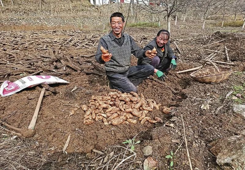 丹凤县油房村天麻获丰收