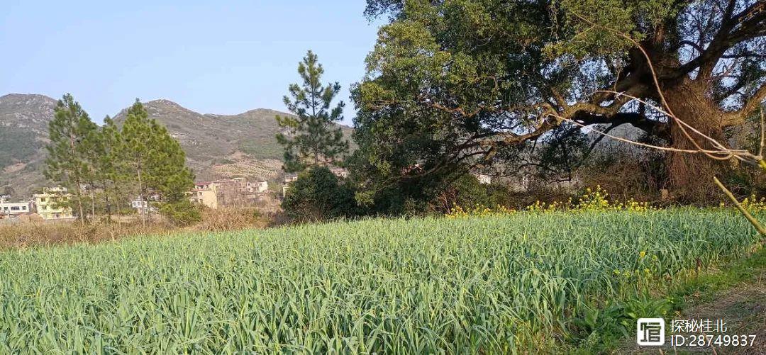 广西大蒜种植技术视频播放_大蒜种植视频农广天地_农广天地大蒜种植技术视频