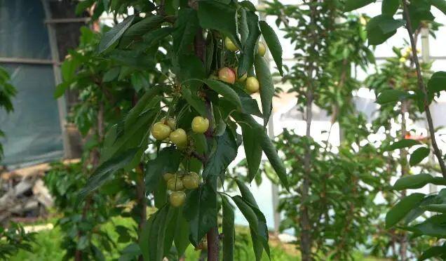 车厘子大棚种植技术_致富经大棚种车厘子_大棚种植车厘子