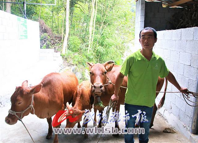 酉阳县板桥乡畜牧养殖成村民致富的“宝贝”