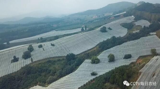 颠覆传统种植模式 上戈苹果赶早赚钱