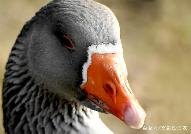 豆天蛾产卵温度_安徽豆天蛾养殖技术_豆天蛾怎么养