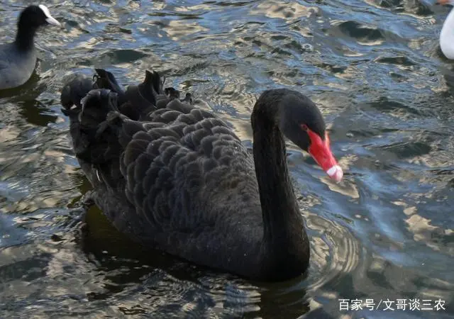 豆天蛾怎么养_豆天蛾产卵温度_安徽豆天蛾养殖技术