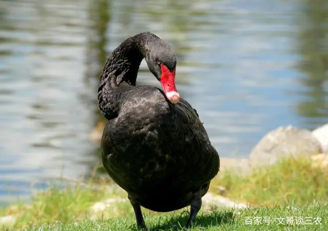 豆天蛾产卵温度_安徽豆天蛾养殖技术_豆天蛾怎么养