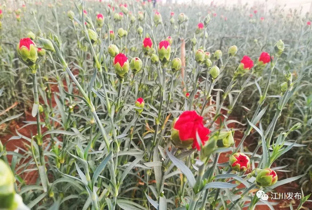 如何靠种植花卉致富_种植花卉赚钱_花卉致富种植靠什么赚钱