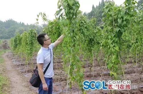 紫色山药种植技术_紫色山药怎么种植_紫色山药种植技术要求