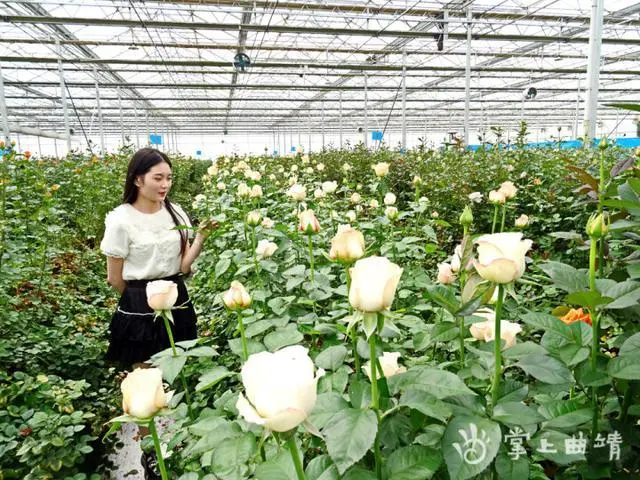 花卉种植设备_种植花卉致富机器_花卉致富种植机器图片