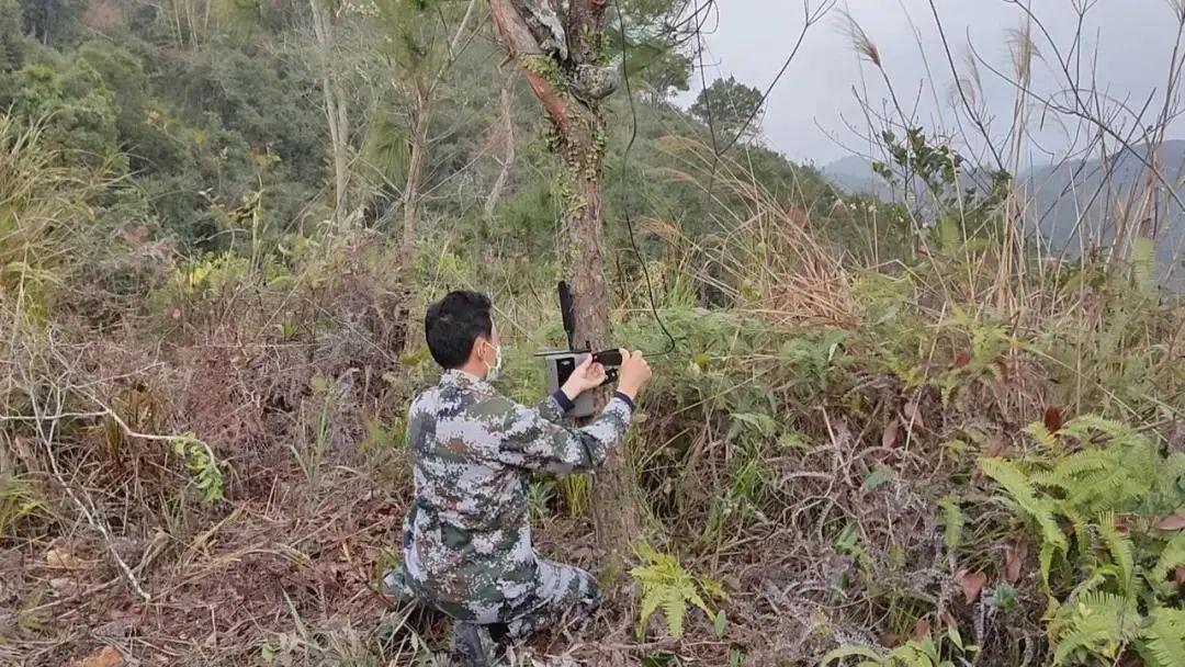 致富经养殖穿山甲视频_穿山甲的养殖前景_穿山甲养殖技术视频